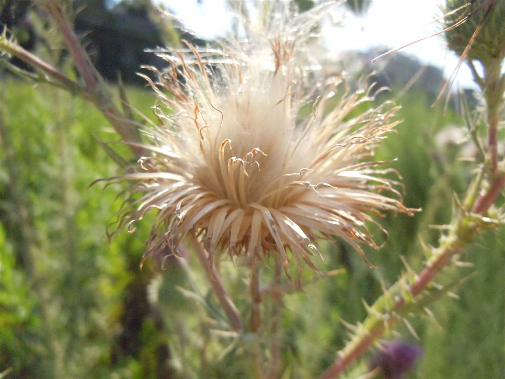 Cirsium vulgare